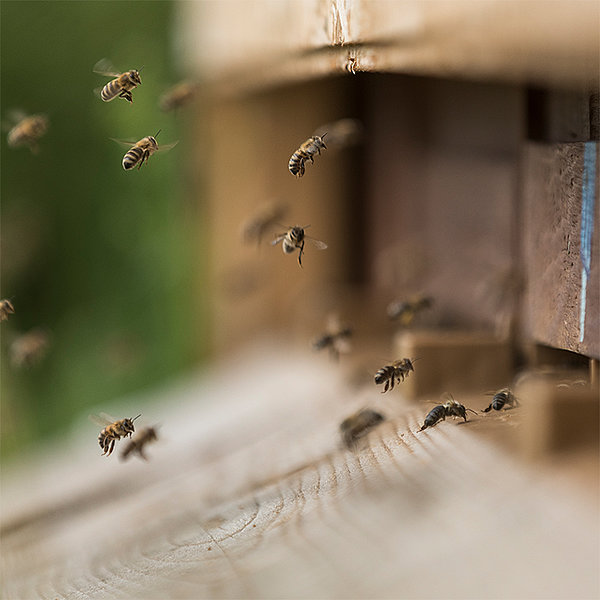 Bienen für den qualitativen und nachhaltigen Obstbau