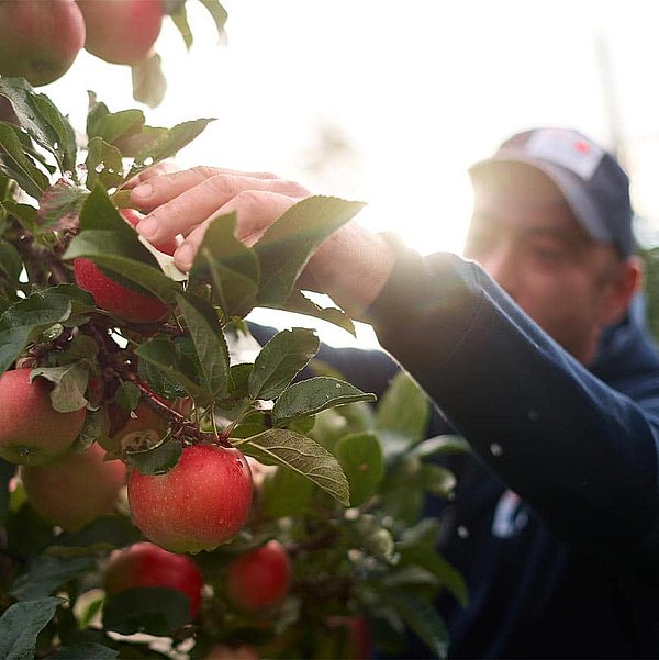 Erntefrische Äpfel direkt von der Plantage mit Obst vom Bodensee.